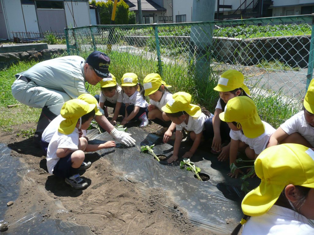 サツマイモ苗植え